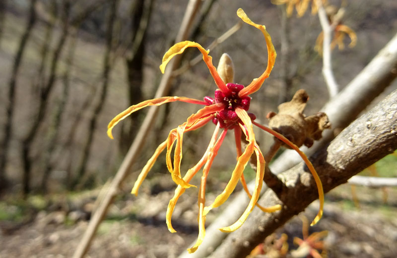 Hamamelis sp.